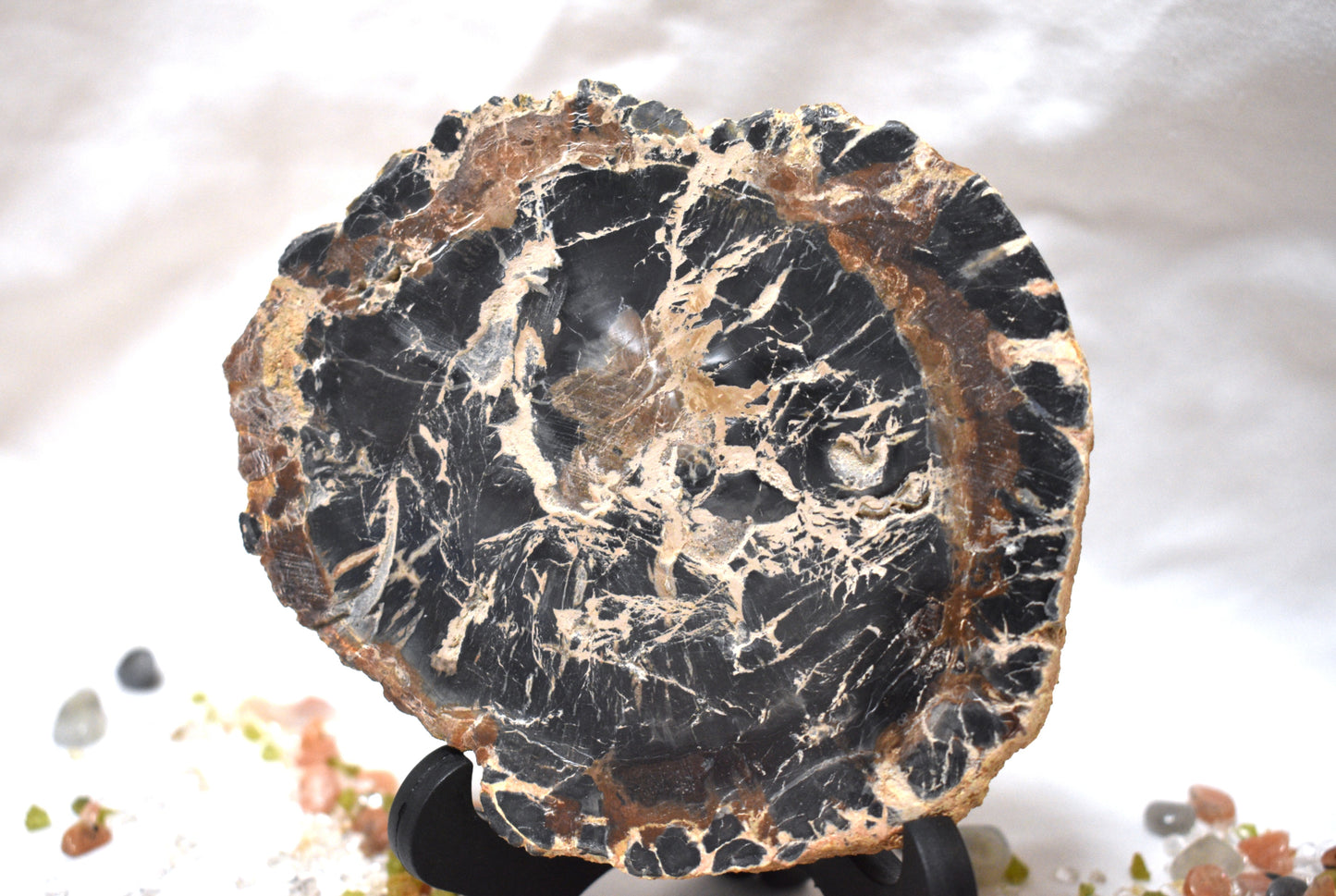 Petrified Wood Slab