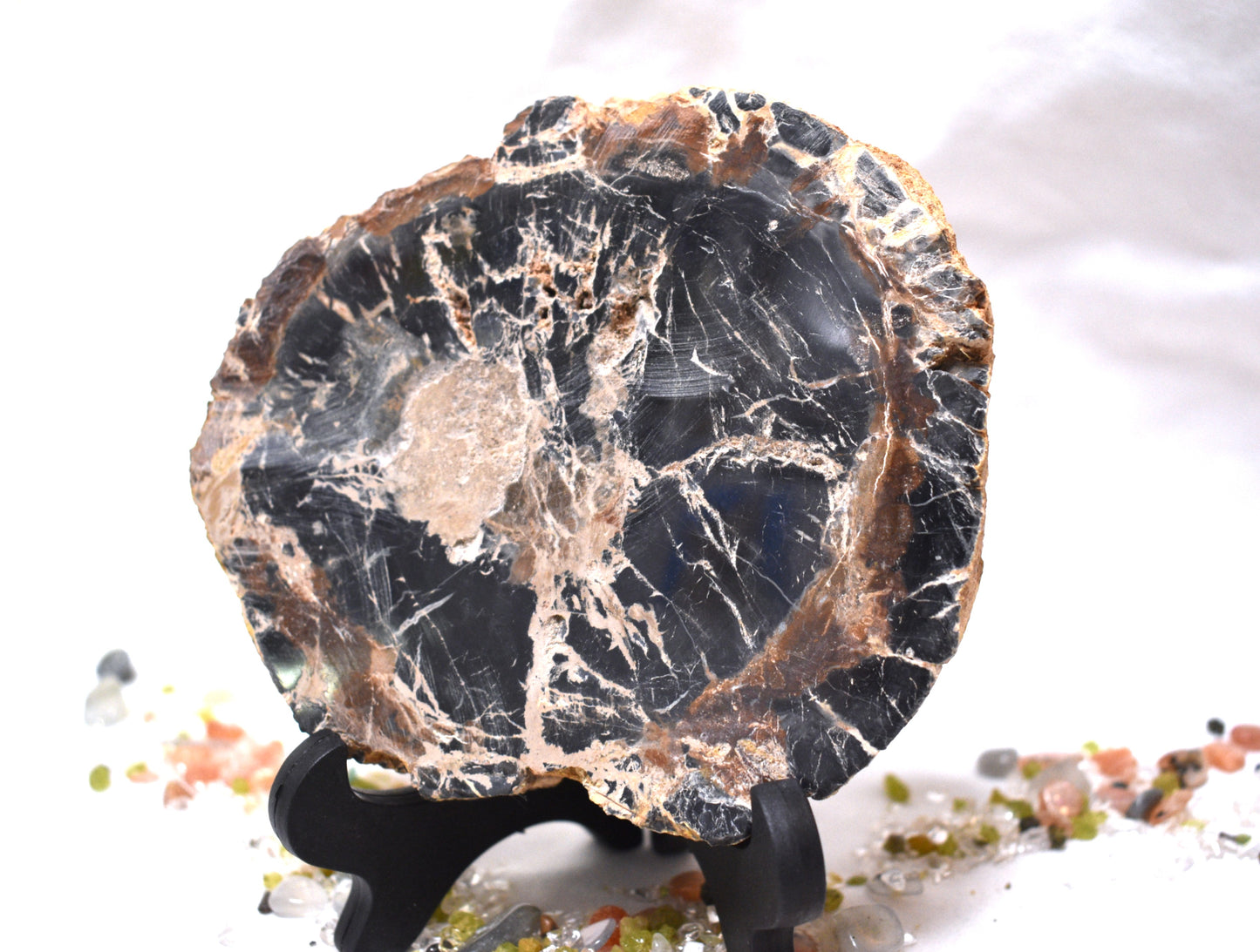 Petrified Wood Slab