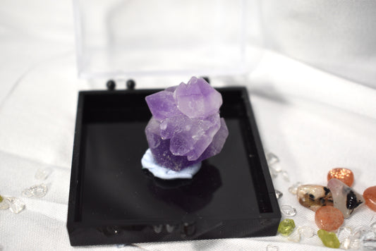 Raw Specimen Set in Cases
