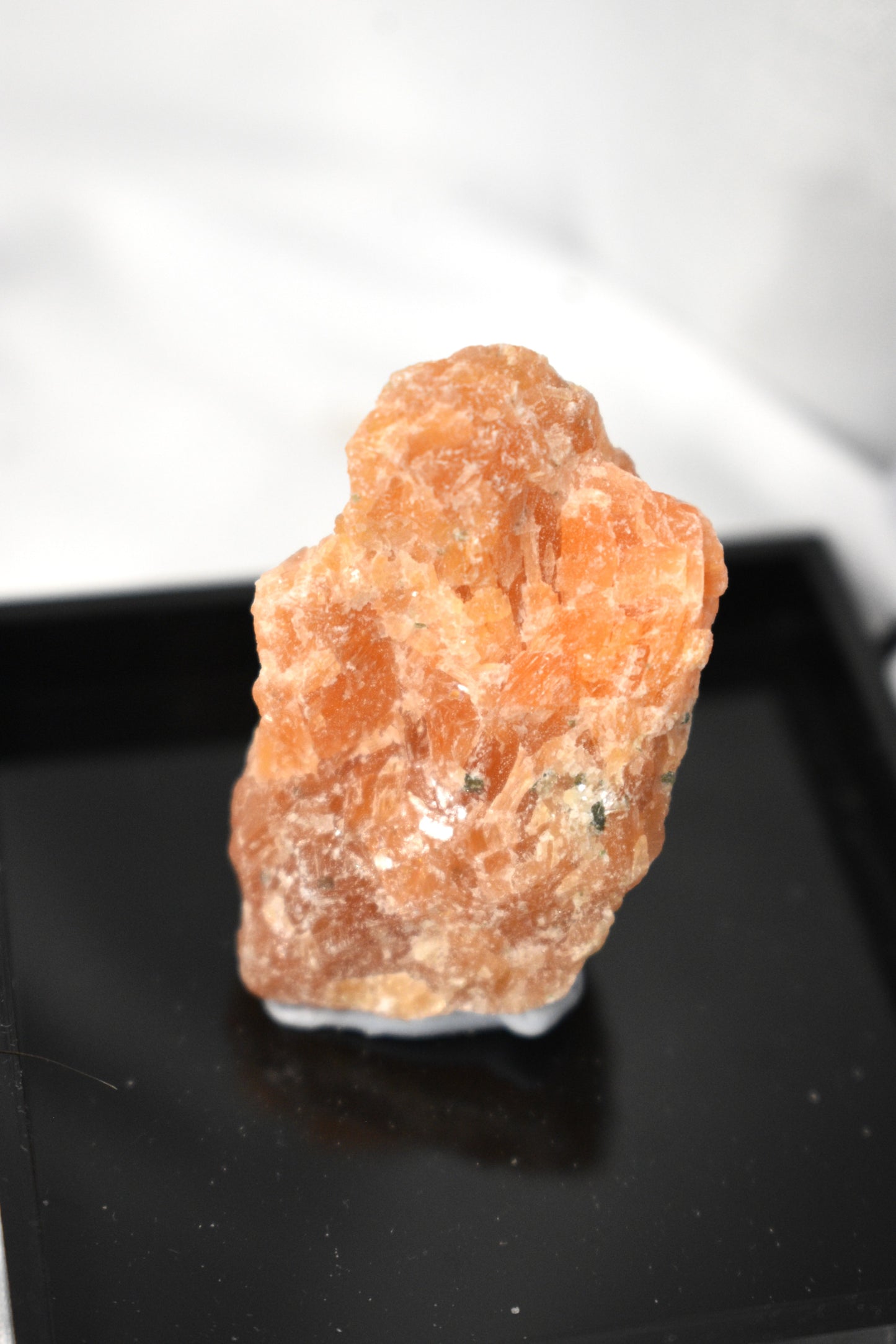Raw Specimen Set in Cases
